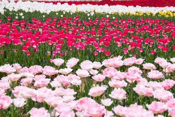 チューリップ畑