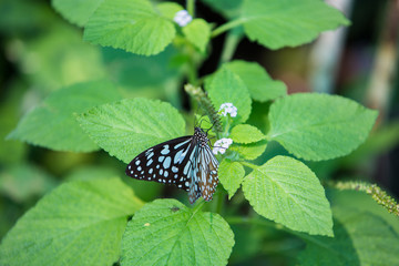 Butterfly on flower or tree in green garden