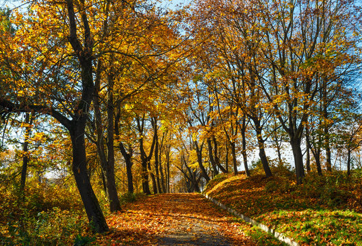 Autumn maple trees in park