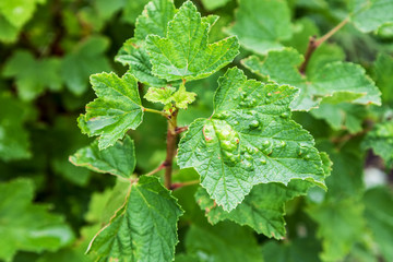 Bush redcurrant struck by illness