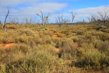Fototapeta premium Rugged Nullarbor landscape, Australia