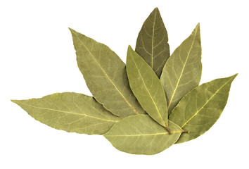 Bay leaves isolated on white background
