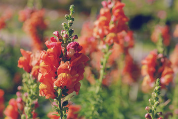 beautiful snapdragon flower in garden at winter