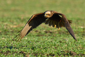 Marsh harrier (Circus aeruginosus)