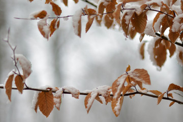Winter frame, snow on leaves