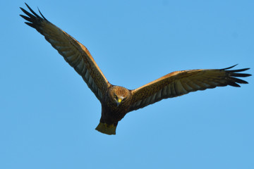 Marsh harrier (Circus aeruginosus)