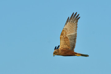 Marsh harrier (Circus aeruginosus)