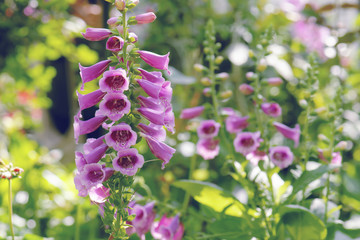 beautiful snapdragon flower blooming in garden