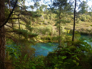 Green river running through the forest