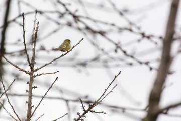 Little bird sitting on a branch of a cherry.