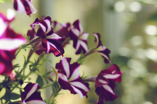 Petunia Flowe Blooming In The Garden