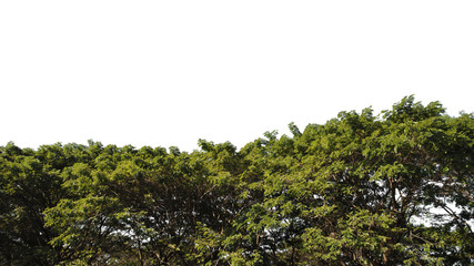 caesalpinia pulcherrima isolated on white background with Clipping Path