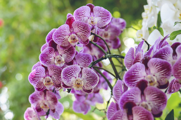 fresh bouquet orchid flowe in nature