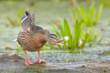 Mallard Duck (Anas platyrhynchos)