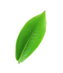 Obraz premium Green Tea leaf isolated on white background, Top view.