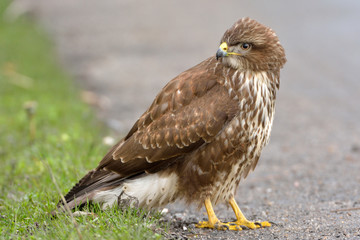 Common Buzzard (Buteo buteo) on the Ground