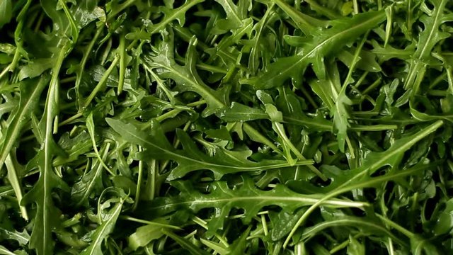 Fresh arugula salad use for background
