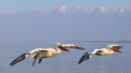Obraz premium Dalmatian Pelican (Pelecanus crispus)