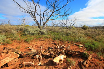 Camel bones in Australian outback