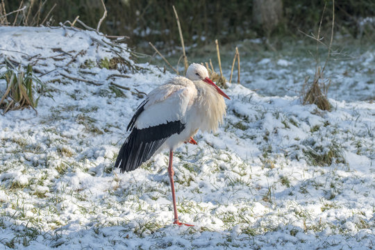 White Stork in Snow