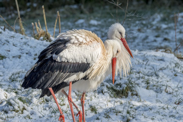 White Stork in Snow