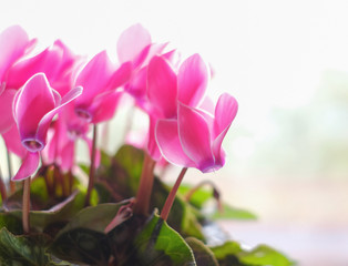 Pink cyclamen flower on soft white background, Vintage color.