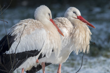 White Stork in Snow