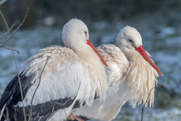 White Stork in Snow