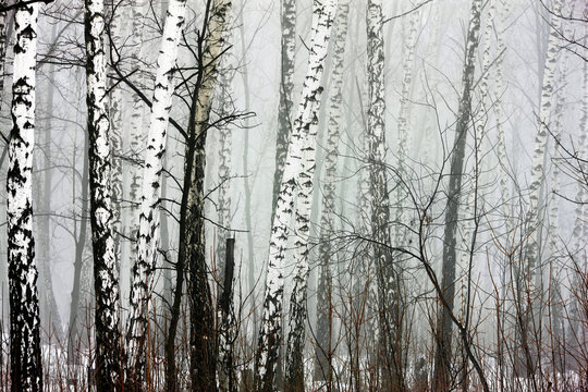 Fototapeta winter forest with fog