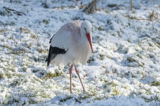 White Stork in Snow