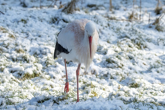 White Stork in Snow