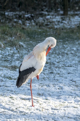 White Stork in Snow