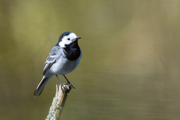 A wagtail is sitting on a branch and is watching - photographed near Hanau, Germany
