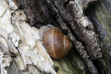 Snail