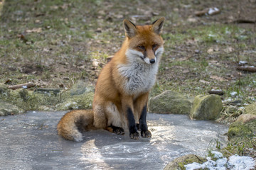 Red Fox in Winter