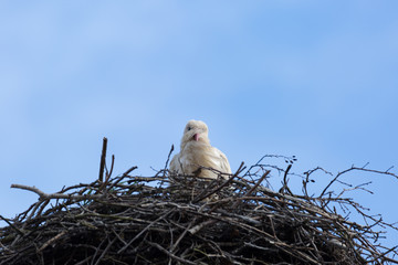 A stork sitting in his nest looks down on me. The wind blows its feathers in front of his face - photographed in Bad Belzig OT, Germany