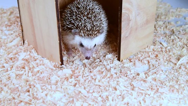 A hedgehog coming out of the house.