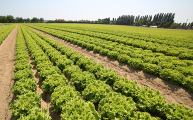 Fototapeta na wymiar lettuce in the summer on the fertile sandy soil