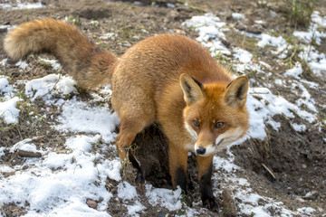 Red Fox in Winter