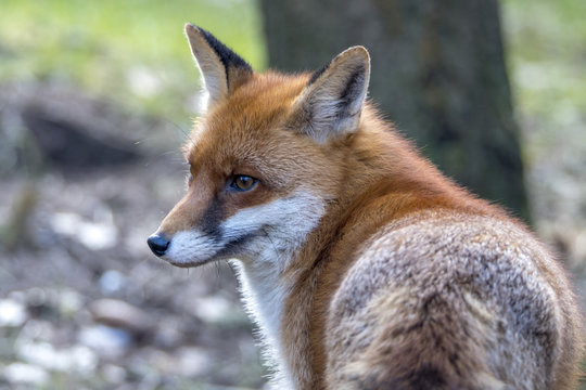 Red Fox in Winter
