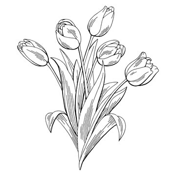 Tulip flower graphic black white isolated bouquet sketch illustration vector