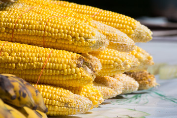 corns,animal foods