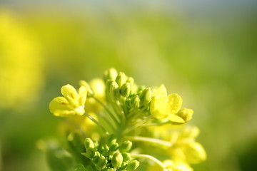 Fototapeta premium Canola flower