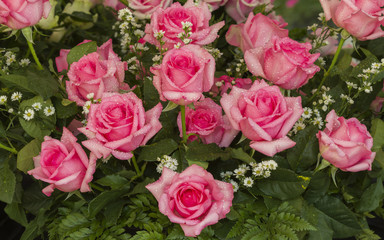 Pink weding rose, Persia species, Flowers for bouquet.