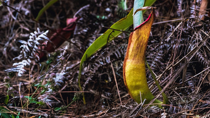 Natural background. Nepenthes plant on the grass in the forest.