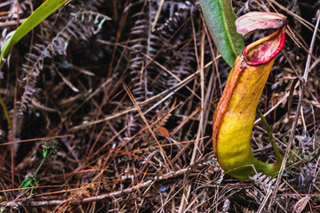 Natural background. Nepenthes plant on the grass in the forest.