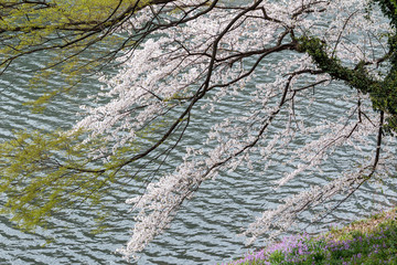 満開の桜とお堀　springJapan