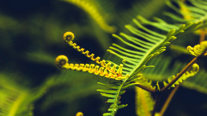 Natural background. Unravelling fern frond closeup.  Thailand