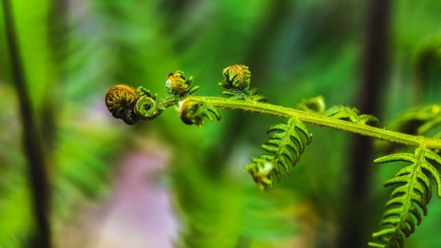 Natural background. Unravelling fern frond closeup.  Thailand