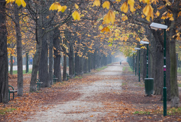 Prater Hauptallee im Herbst, Wien, Österreich - Prater Hauptallee in Fall, Vienna, Austria